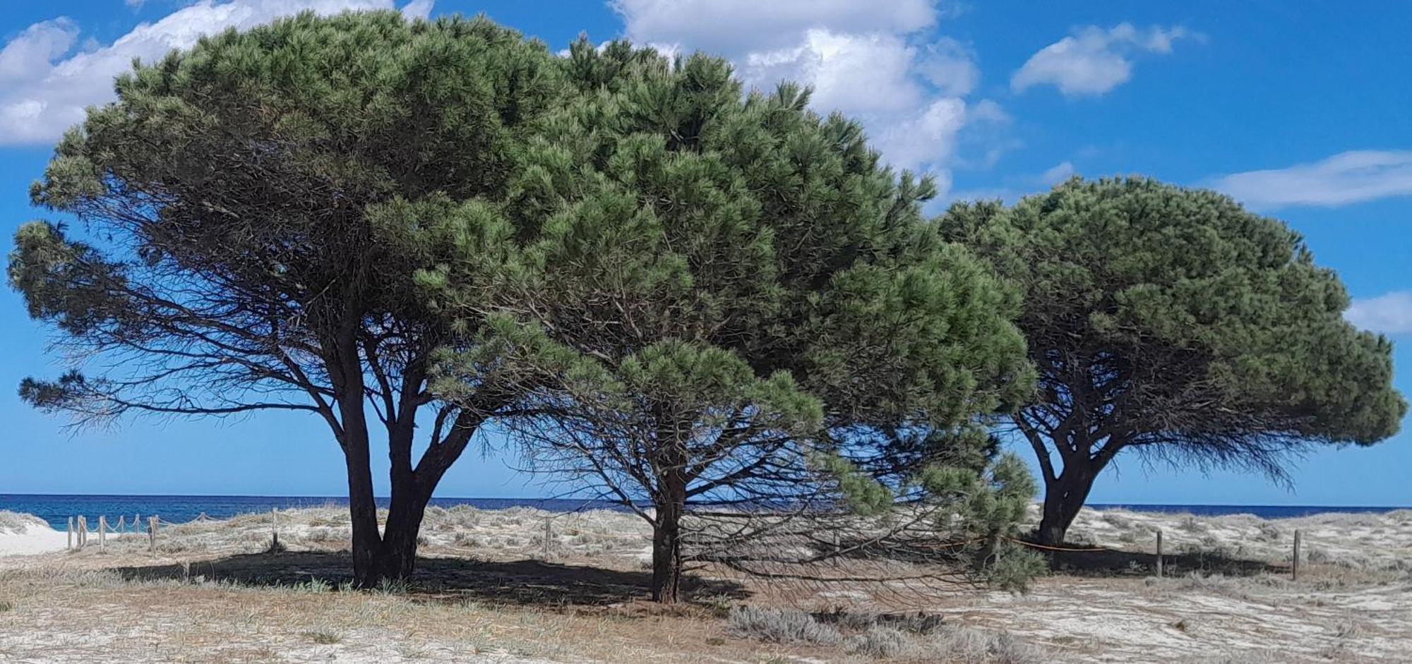 Resort Abbaia Ba Budoni Bagian luar foto
